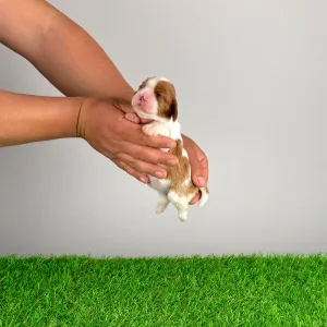 Cavalier King Charles Spaniel - Joy