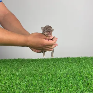 Chihuahua - Kasper