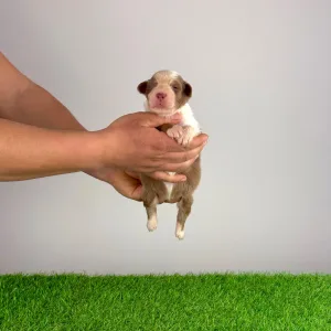 Australian Shepherd - Dax