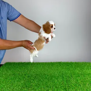 Cavalier King Charles Spaniel - Norbo