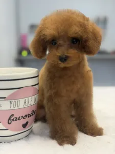 Poodle Toy - Tiara( Teacup)