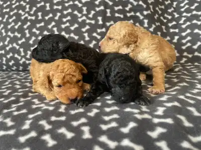 Trpasličí pudl - Dani