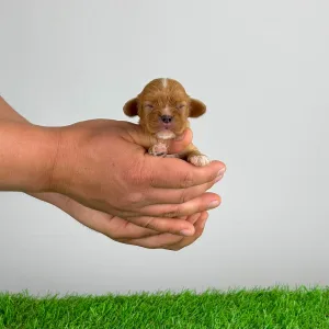 Кавалер кинг-чарльз-спаниель - Liane