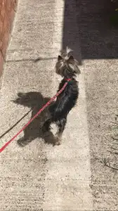 Yorkshire Terrier - Nano