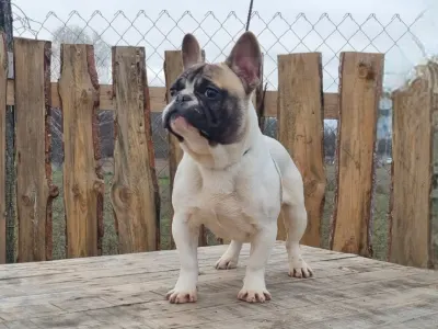 Bulldog francez - Igor "folti"