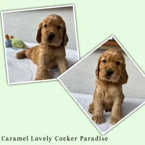 Cocker Spaniel anglais - Caramel Lovely Cocker Paradise
