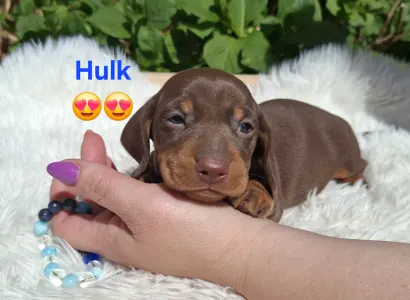 Dackel - Hulk