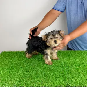 Yorkshire Terrier - Wollja