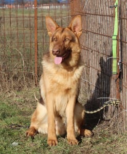 German Shepherd Dog - Qeb