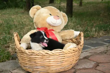 Border Collie - Dazzling Borders Believe In Magic