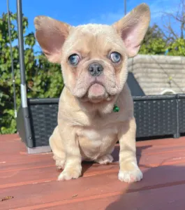 French Bulldog - Georgina