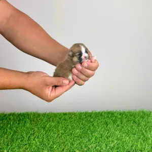Pomeranian - Ropi