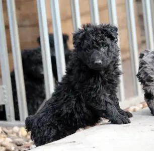 Mudi - Pörgelóci Spuri