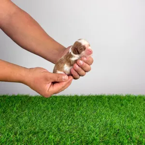 Cavalier King Charles spániel - Camelot