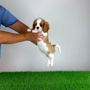 Cavalier King Charles Spaniel - Tissa