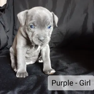 Staffordshire Bullterrier - Purple Girl