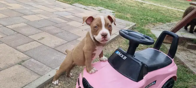 American Bully - Pocket - Csoki