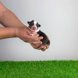 Australian Shepherd - Djambo