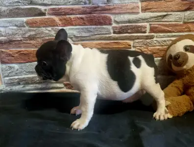French Bulldog - Imobile