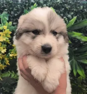 Pyrenean Mountain Dog - Candybelldream Eper