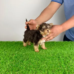 Yorkshire Terrier - Rocco