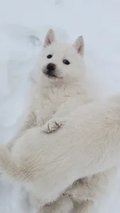 Siberian Husky - Ametiszt Of Polar Moonlights