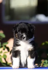 Ausztrál juhászkutya - Winstead Next Generation 