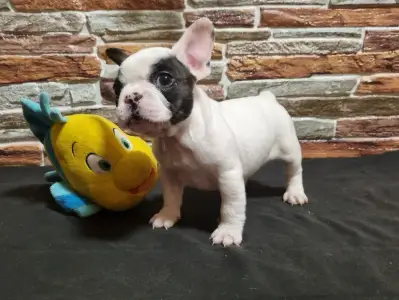 Bulldog francez - Ice Bear