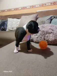 Boston Terrier - Csillag ( Vixen )