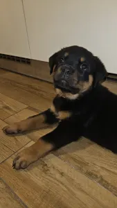 Rotvajler - Aria Ranch Rottweilers