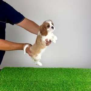 Cavalier King Charles spániel - Aristor