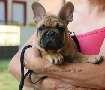 French Bulldog - Yoda