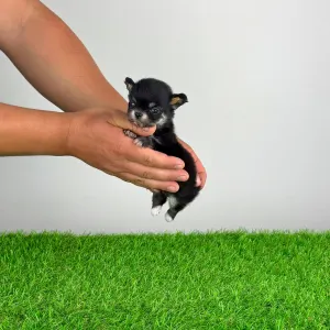 Chihuahua - Fatima