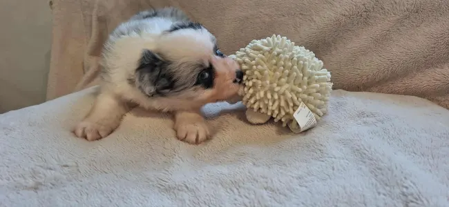 Border collie - Seychelle