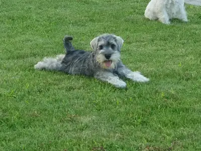 Miniature Schnauzer - Genuine