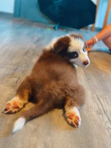 Australian Shepherd - Budnat Aussies Hey Have It All