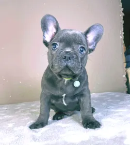 French Bulldog - David