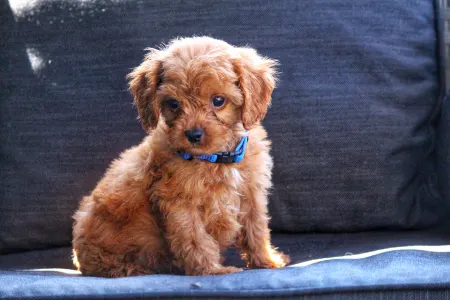 Cavapoo - Bruno