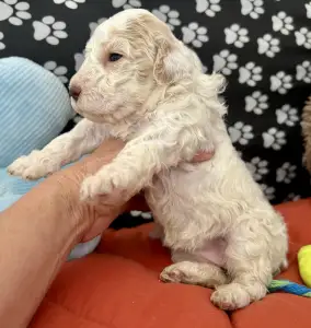 Lagotto Romagnolo - Sally Scull