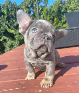Французский бульдог - Mirjam
