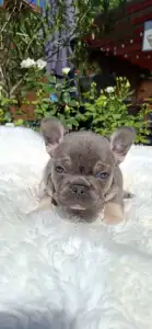 French Bulldog - Holly 