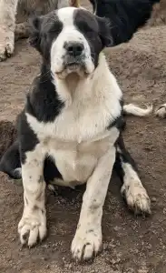 Central Asia Shepherd Dog - Dukhtar Iz Zamka Larisi