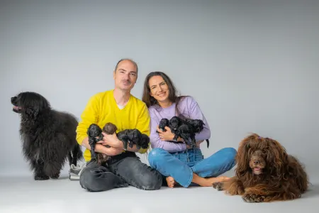 Portuguese Water Dog - Stella Maris 