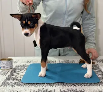 Basenji - Boy 3 Trikolor Name- Perfect Check 