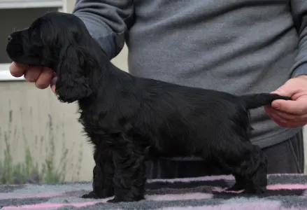 Angol Cocker spániel - Demona