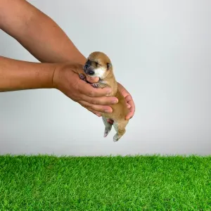 Shiba - Sachi