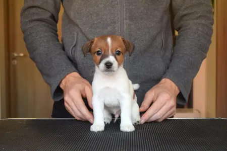Jack Russell Terrier - Sailor