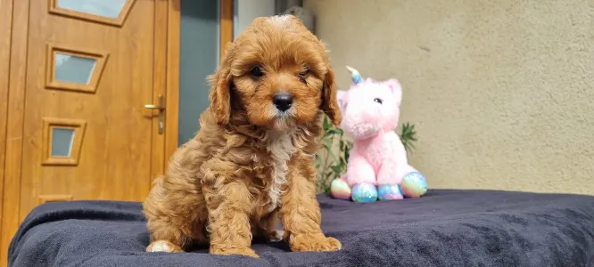 Cavapoo - Brownie