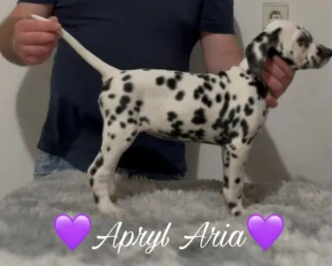 Dalmatian - Luxedots Dalmatians Apryl Aria