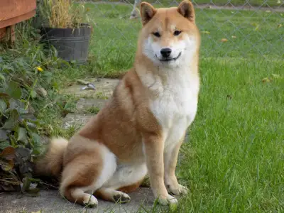 Shiba - Bosco
